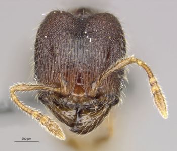 Media type: image;   Entomology 34387 Aspect: head
